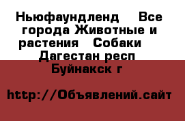 Ньюфаундленд  - Все города Животные и растения » Собаки   . Дагестан респ.,Буйнакск г.